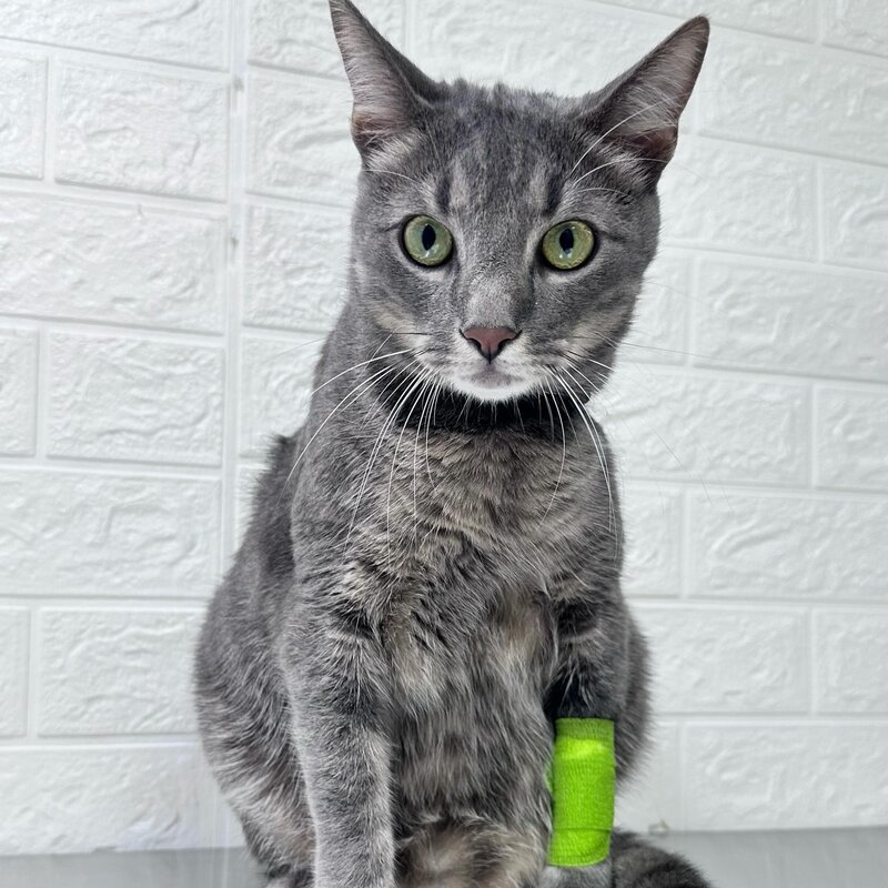 Bella Vet Story, cabinet veterinar sector 4,